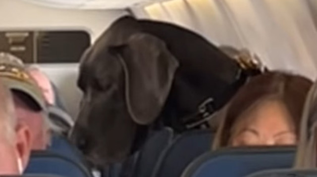 יש לו מושב משלו. כלב דני במטוס (צילום: צילום מסך מתוך אינסטגרם)