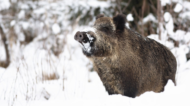 חזיר בר בסקי (צילום:  שאטרסטוק)