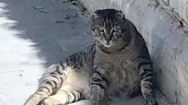 חתול רחמים (צילום: טליה לוין)