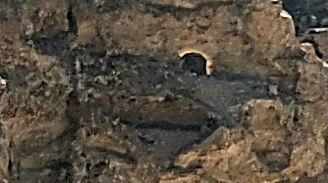 "הסנה הבוער" בנגב (צילום: ליאור שווימר, רשות הטבע והגנים)