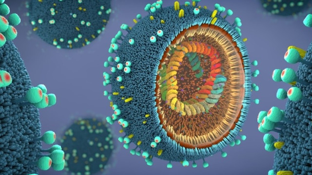 נגיף השפעת. מערכת החיסון גורמת להרס כלל מערכתי (צילום: שאטרסטוק)