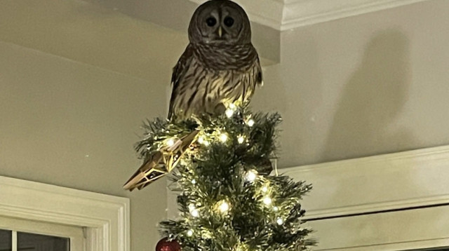 ינשוף נכנס לבית משפחה - והצליח להבהיל את כולם (צילום: פייסבוק)