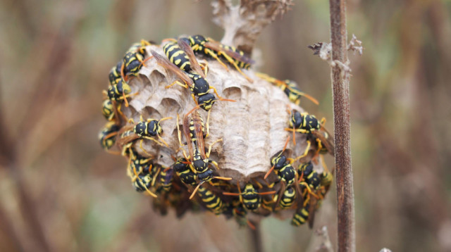 הצילו ראית קן צרעות!?!? למה לא לטפל לבד המומחים של SOS צרעות עונים (צילום: FREEPIK)