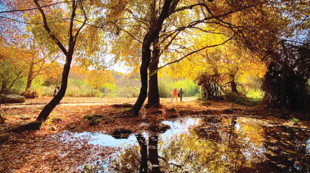 שמורת נחל שמיר (צילום: אבשלום ששוני)