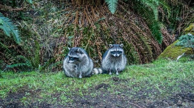 דביבונים (צילום: אינגאימג')