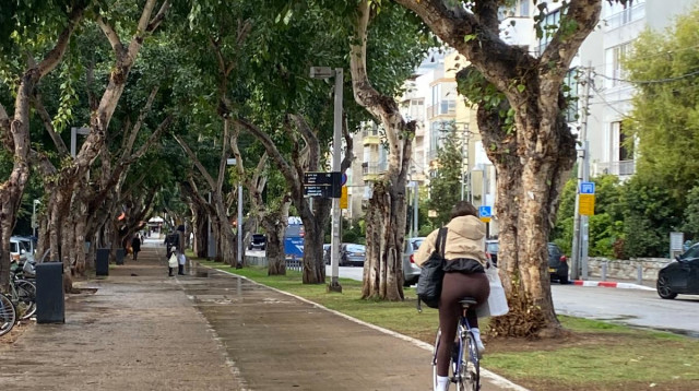 חורף בתל אביב (צילום: אבשלום ששוני)