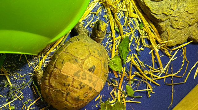 הצבה שזכתה לכינוי "צד"ל" (צילום: דוברות הספארי)