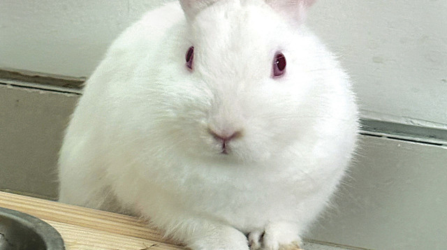 הארנבת של ליאור דיין (צילום: צילום פרטי)