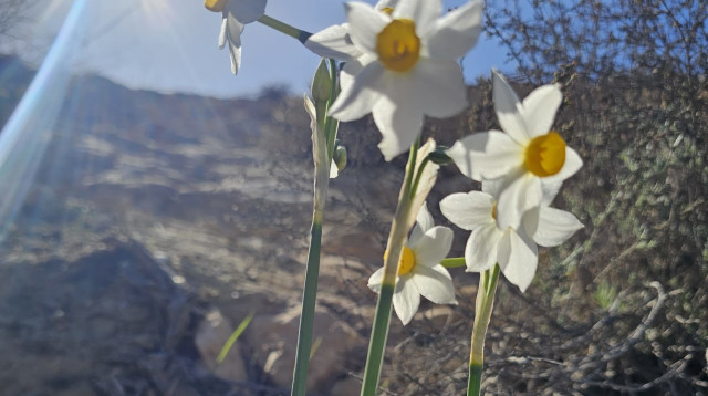 פריחת נרקיסים בנחל חצץ (צילום: הדס קראוני)