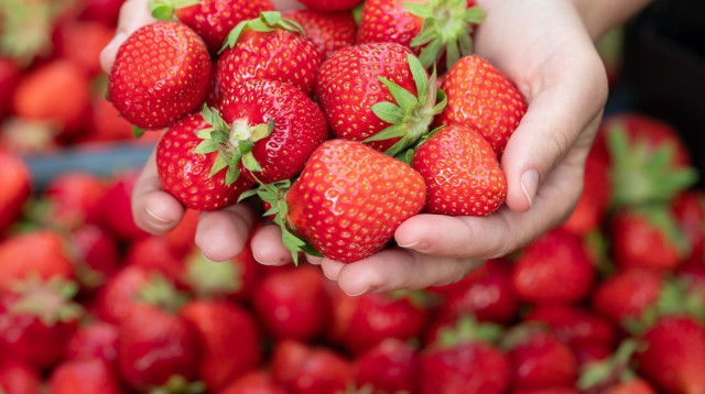 מסיבתות בשוק האיכרים נמל תל אביב (צילום: שוק הנמל)