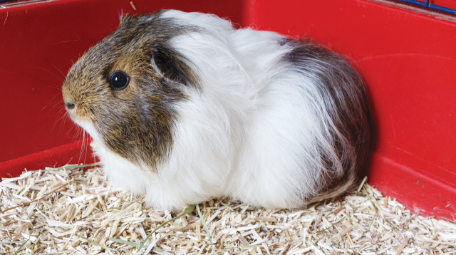 שוהה ומבלה בבית מלון לבני מינה. שרקנית (אילוסטרציה) (צילום: אינג'אימג')