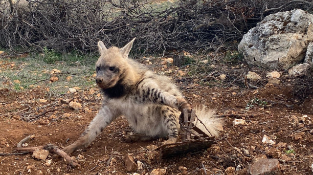 צבוע - שדה כפר עציון (צילום: בית הספר שדה כפר עציון)