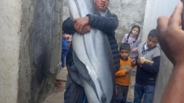 הדייג הפלסטיני שתפס דולפין בעזה (צילום: שימוש לפי סעיף 27א')