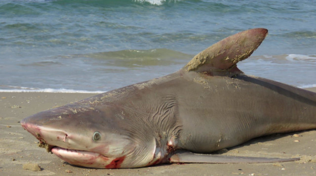 כריש נסחף לחוף בחדרה (צילום:  ארז ארליכמן, רשות הטבע והגנים)