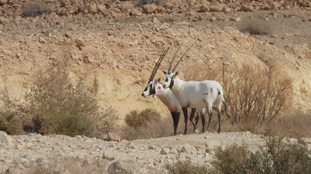 הראמים שהושבו לטבע (צילום: ניצן שגב רשות הטבע והגנים)