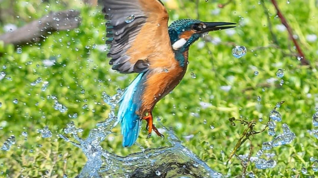 שלדג גמדי. צילום דרור שמחוני (צילום: באדיבות פארק ראש ציפור)