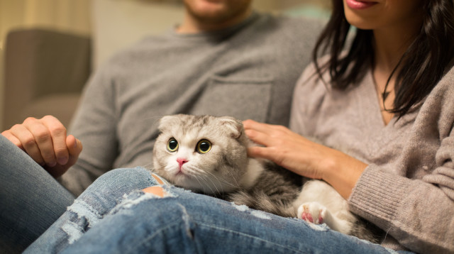 בת הזוג מקנאה בחתול - זה מה שהגבר עשה (צילום: אינגאימג')