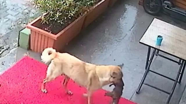 כלבה עושה את המעשה המדהים כדי להציל את הגור שלה (צילום: euronews)