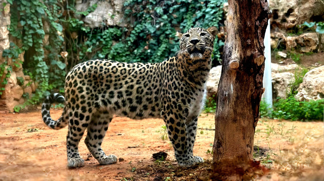 נמר פרסי בגן החיות התנכי  (צילום: מוסא סובחי)