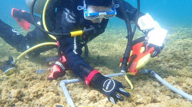 ניטור בים התיכון  (צילום: גיא רענן ומייקי בר - אדון. מחקר ימים ואגמים לישראל)