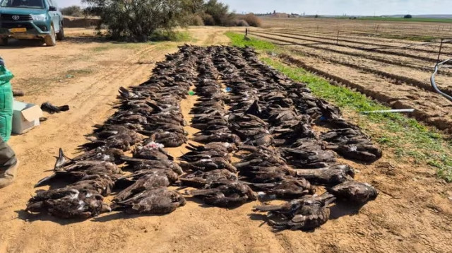 דיות שחורות מתות לאחר הרעלה  (צילום: רשות הטבע והגנים)