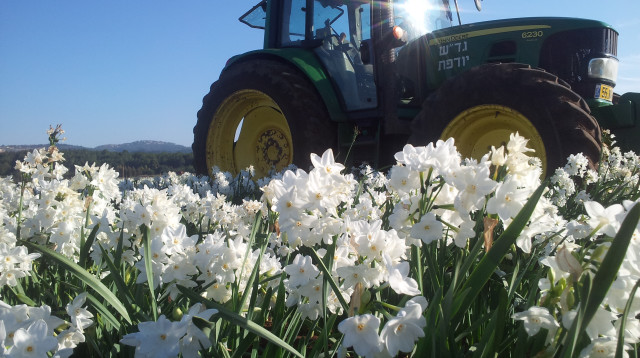 משתלת יודפת  (צילום: יח"צ)