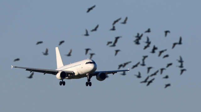 ציפורים. הפגיעה קשה אך כבר לא קטלנית (צילום: שאטרסטוק)