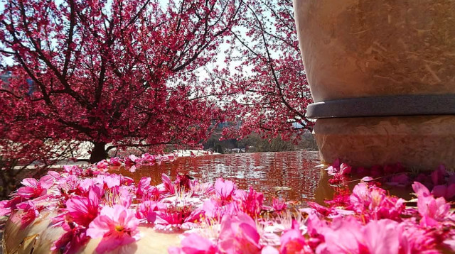 פריחת הדובדבן בגן הבוטני (צילום: אדיר יוגב)