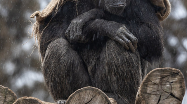 שימפנזה בספארי מתגוננת מהגשם (צילום: שי פרי, דוברות הספארי)