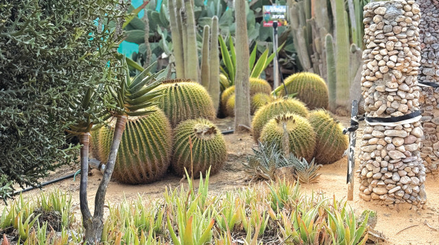 חוות קקטוסים (צילום: יח"צ)