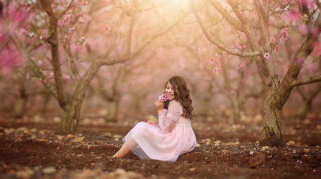 פריחת נקטרינות  (צילום: ג'ין סירקין)