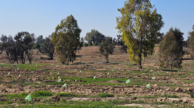 יער "חרבות ברזל"  (צילום: מלי שמואלי קק"ל)