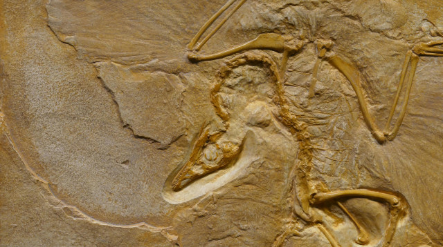 מאובן בפארק אלמוטל (צילום: pexels marcusl)
