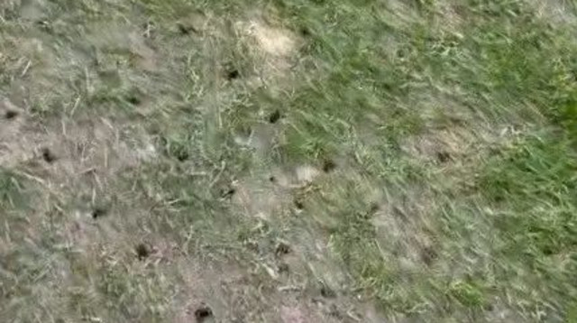 כר הדשא הרעוע בסטאד דה רודרו, גנגאן (צילום: צילום מסך, .)