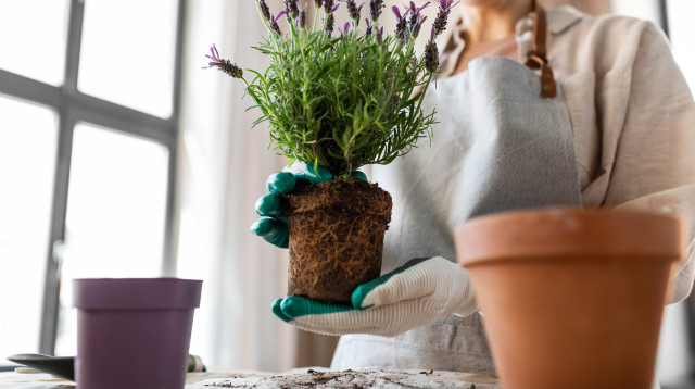 מטפלת בעציצים (צילום: אינגאימג')