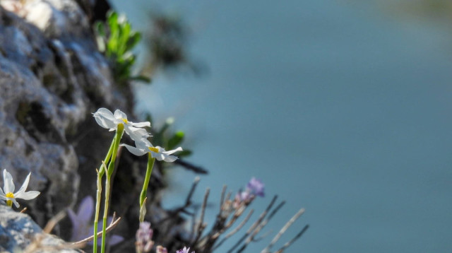 נרקיס, נחל תנינים (צילום: שרית פלאצי מיארה)