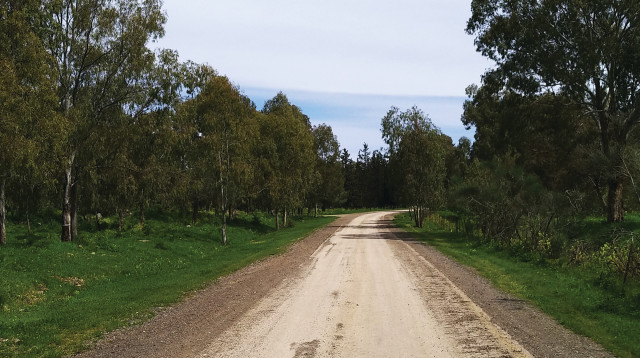 יער קצרין לפני המלחמה (צילום: אריאל בן זאב, ארכיון הצילומים של קק"ל)