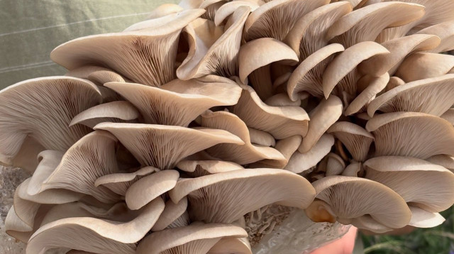 גידול פטריות (צילום: יחצ,דאשה איליאשנקו)