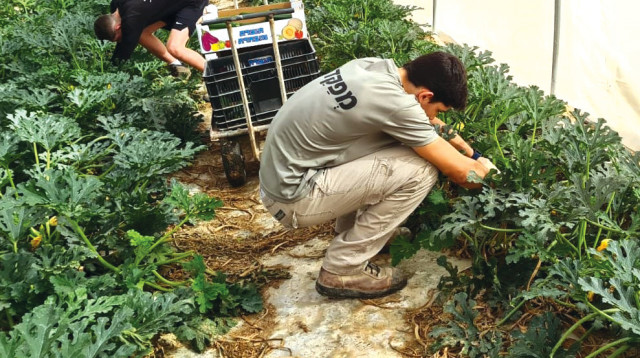 תלמידי שכבת ט בתיכון שיטים דרכא בערבה התיכונה מתנדבים (צילום: גלי אסא, הערבה התיכונה )