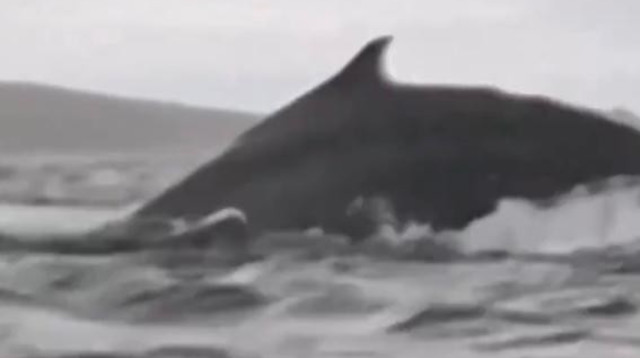 לווייתן גדול-סנפיר בולע ופולט צעיר מול חופי צ'ילה (צילום: רשתות חברתיות, שימוש לפי סעיף 27 א')