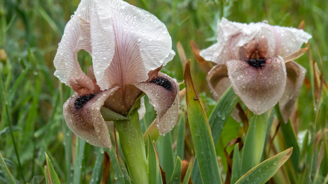 אירוס השומרון (צילום: צלמירי / תיירות שומרון)