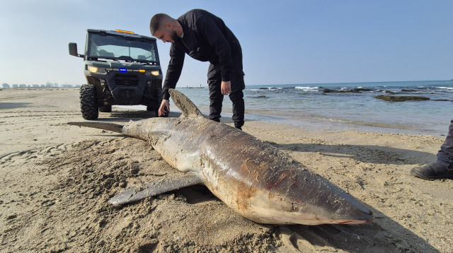 כרישה בהיריון שנסחפה לחוף אולגה  (צילום: איליה בסקין, רשות הטבע והגנים)