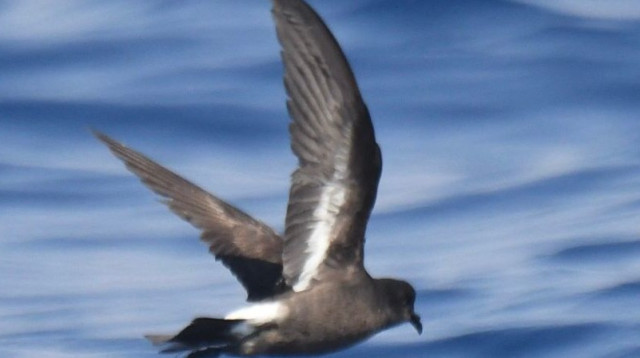 יסעורון קטן (צילום: נועם וייס, פארק הצפרות אילת)