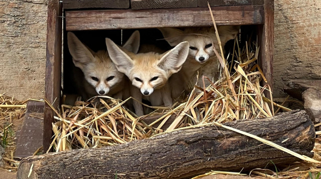 שועלי פנק מתחממים במדבריום  (צילום: עדי מרקביץ)