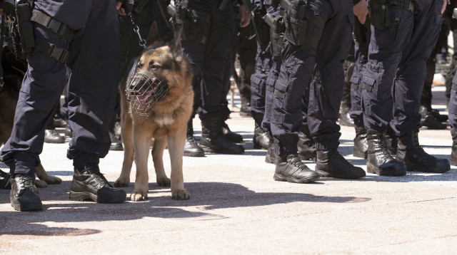 משטרה (צילום: אינגאימג')