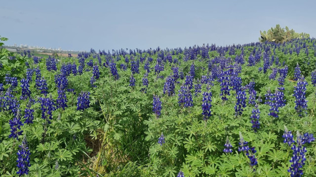 פריחת התורמוסים (צילום: דוברות המועצה המקומית גדרה)