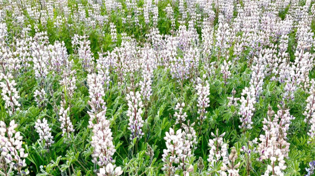 יום המשפחה בלב השרון: אטרקציות ופריחות נדירות (צילום: יח"צ לב השרון)