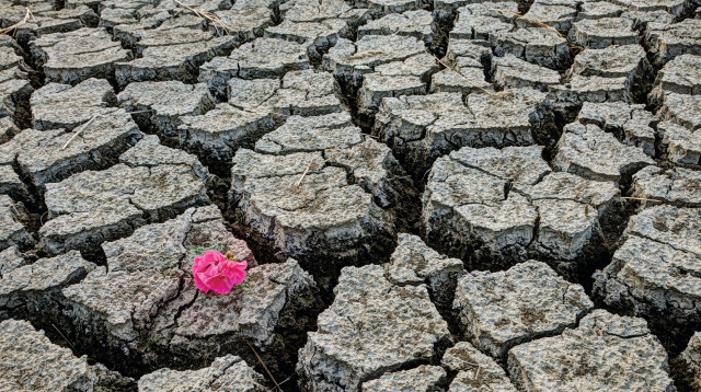 "גלות", ג'וליה פימנטו צייזלר (צילום: יחצ)