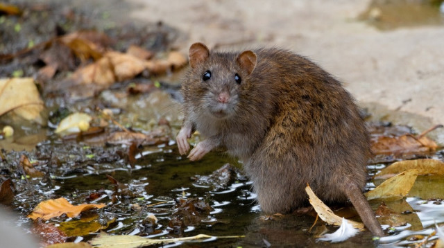 חולדה. ההדבקה דרך פרעושים (צילום: שאטרסטוק)