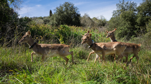יחמורים שבים אל הטבע  (צילום: מתן שרון)